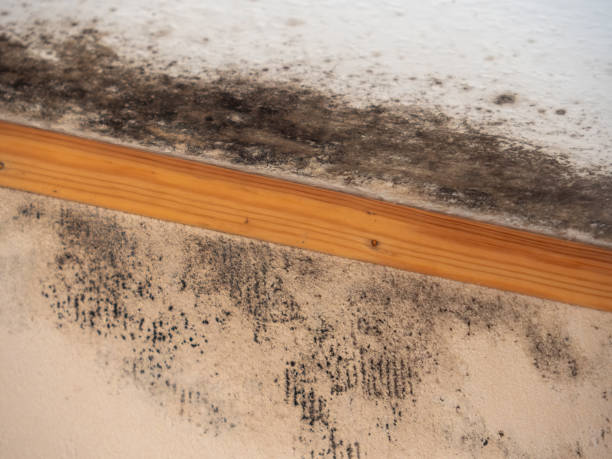 Professional Mold Inspection, Removal & Remediation in Downers Grove, IL