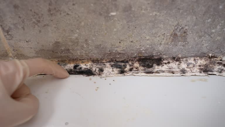 Asbestos and Lead Testing During Mold Inspection